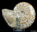Inch Polished Ammonite From Madagascar #2905-1